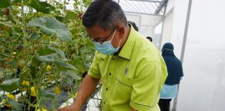 Teknologi digital hasilkan melon manis berkualiti