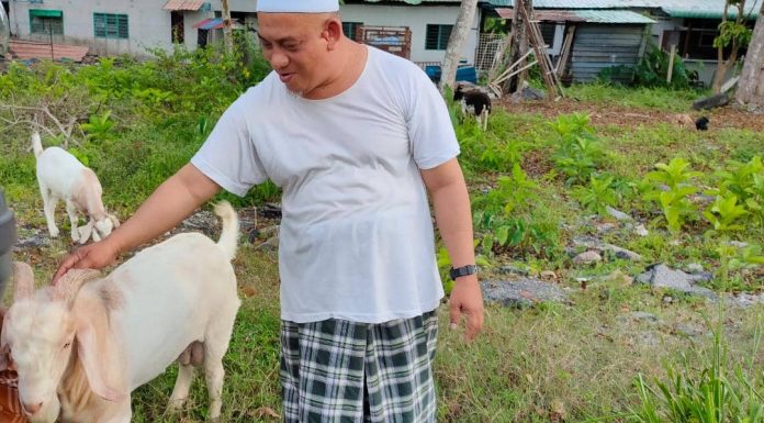 Kambing Boer Cross untuk Tabung Aid4Palestine