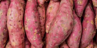 Instead of idling, teen ventures into planting sweet potatoes