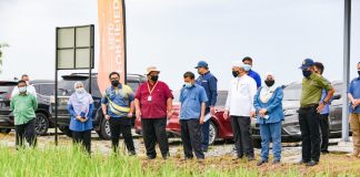 MAFI, Perak bantu pesawah rugi serangan ulat padi