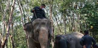 Lapan jam pindah dua ekor gajah liar