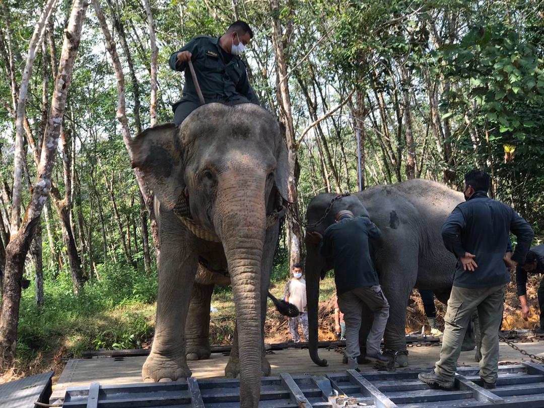 Lapan jam pindah dua ekor gajah liar - Vimarsana News