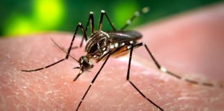 K’tan launches Wolbachia project to combat dengue