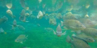 First fish sanctuary in N.S. to start operation next year