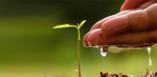 Tree-planting campaign: Know the trees, areas before planting – FRIM