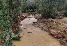 Tiada kesan aktiviti pembalakan di Gunung Jerai