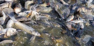Felda settlers turn drug haunt into fish farm project