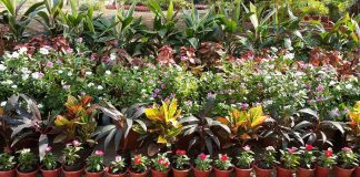 Graduate rejects fixed-income job to focus on nursery