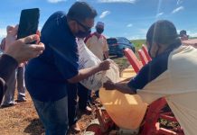 Benih kenaf terbaik dihasil di Kedah, Perlis