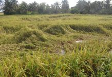 Hujan, angin kuat punca kerugian sawah di Perlis