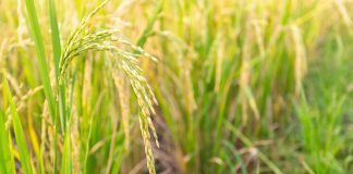 Groundwater storage system necessary to sustain paddy, rice production