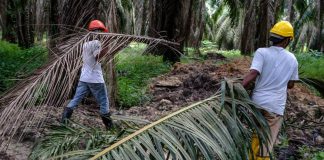 Pandemic a game changer for hiring of local plantation workers