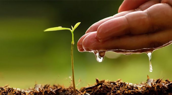 Ethiopia plants 566 million trees in one day