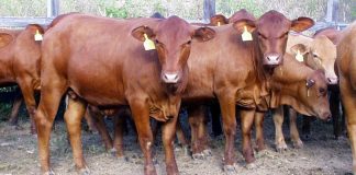 Villagers taking steps to become successful cattle breeders