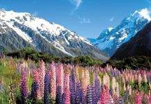 New Zealand tutup sempadan lima bulan
