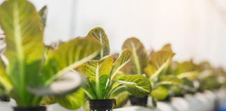 Home vegetable gardening becomes income source for best friends
