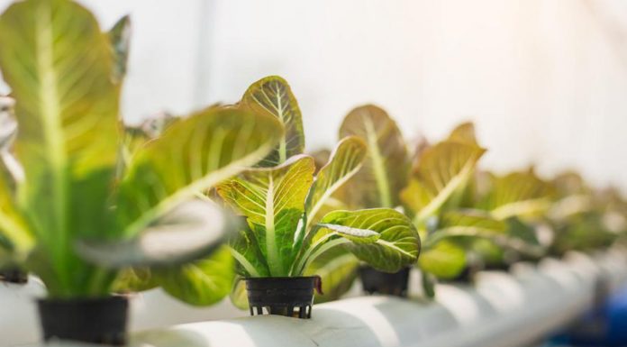 Home vegetable gardening becomes income source for best friends