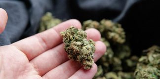 Cops detect new trend of selling cannabis buds by traffickers