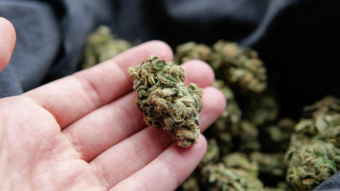 18122021cannabisbuds