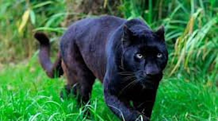 Harimau kumbang serang anggota PERHILITAN ditembak mati