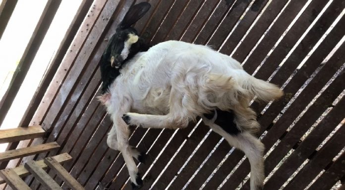 Kambing mati diserang harimau, penternak rugi RM14,000