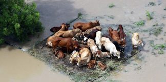 Flood: Do not overlook the needs of farmers, livestock breeders