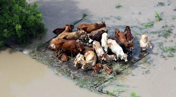 Flood: Do not overlook the needs of farmers, livestock breeders