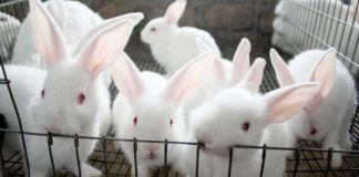 Rabbit farmer share anxious moments as Muar river overflows