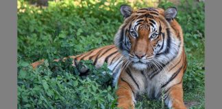 Villagers in fear after finding tiger pug marks