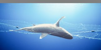 Gillnets main cause of turtle deaths in Terengganu