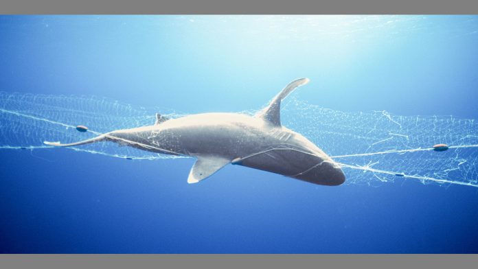 17022022gillnets