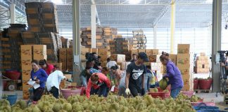 Dasar Sifar Covid-19 China membimbangkan pengeksport durian Thailand
