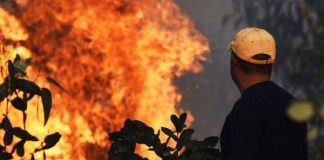 Kebakaran hutan melampau global lebih kerap – PBB