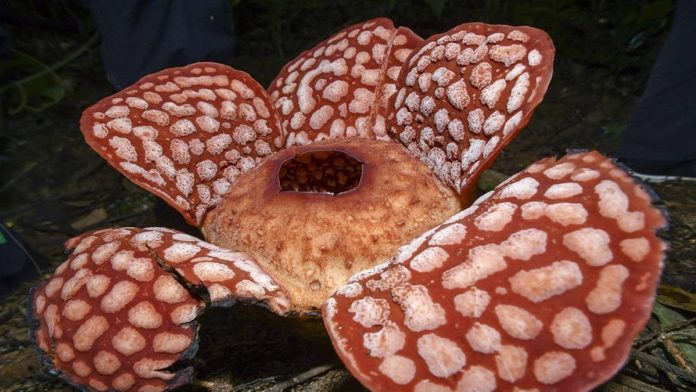15032022rafflesia