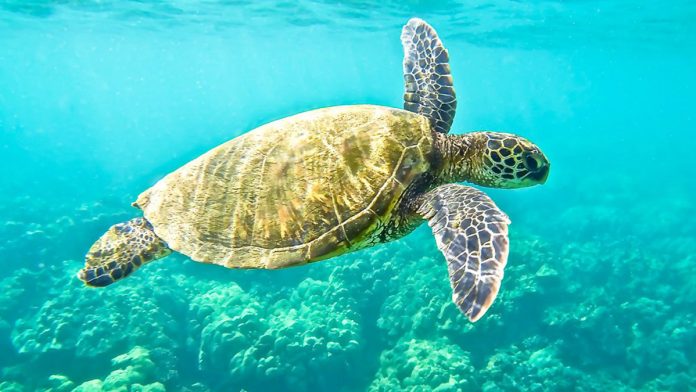 22032022greenseaturtle