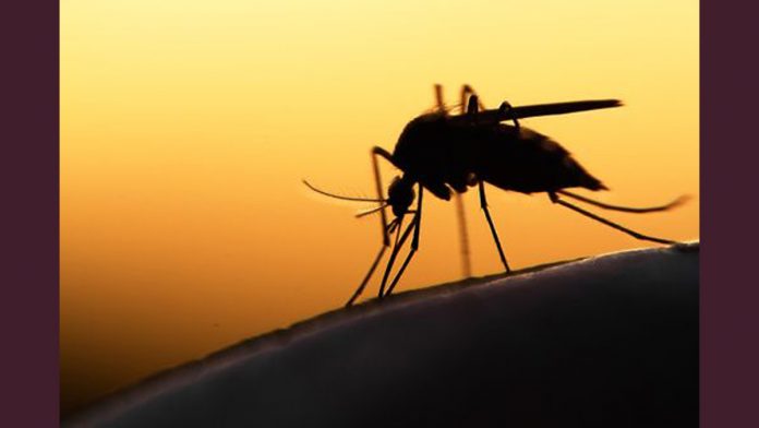25042022mosquito