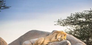 Zoo Al Ain tawar pakej buka puasa bersama singa