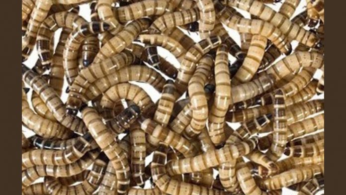 11062022mealworms