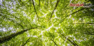 Pemuliharaan hutan kembangkan pelaburan Malaysia
