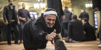 Layanan mesra luar biasa buat kucing di Istanbul