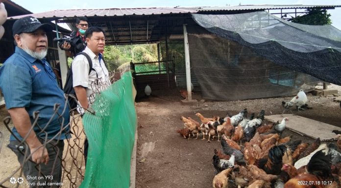 Industri puyuh makin berkembang di Perlis