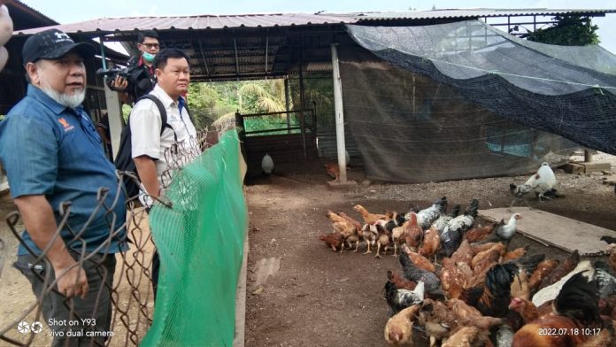 ayam