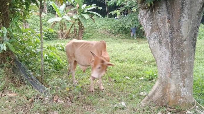 lembu