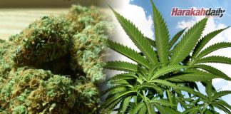 Alasan ‘blanket crackdown’ untuk halalkan ganja