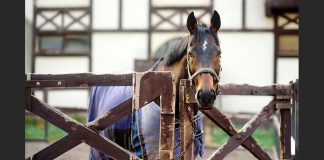 Muhammad Fuad gallops to victory in Sultan Mizan Cup endurance meet