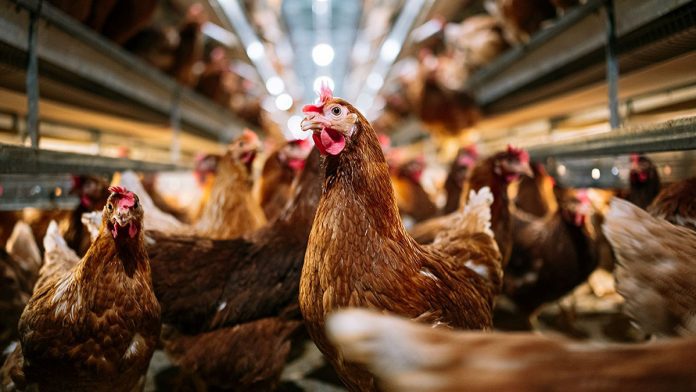 03012023birdflu