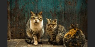 Pet cats first to be saved by flood victim