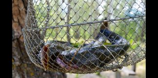 Mazli’s catfish breeding yields lucrative returns