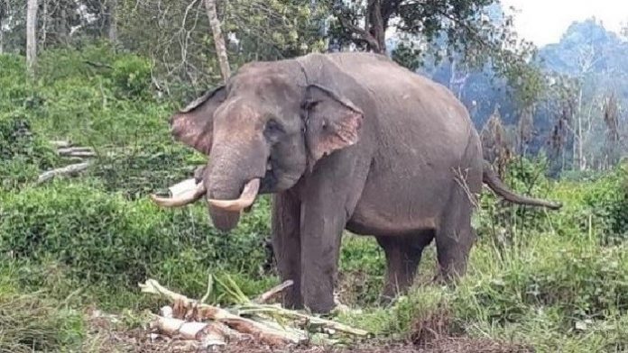 gajah