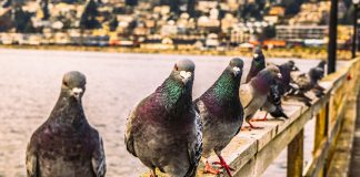 Raising pigeons on rooftop remains unique hobby, business in Egypt